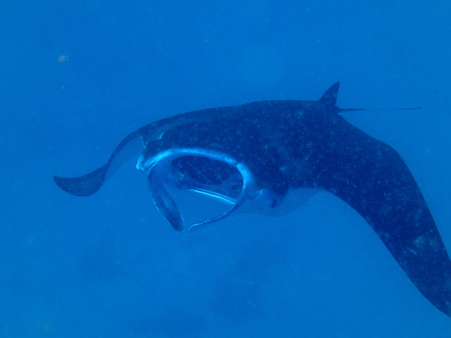 Hanamoenoa Bay   underwater