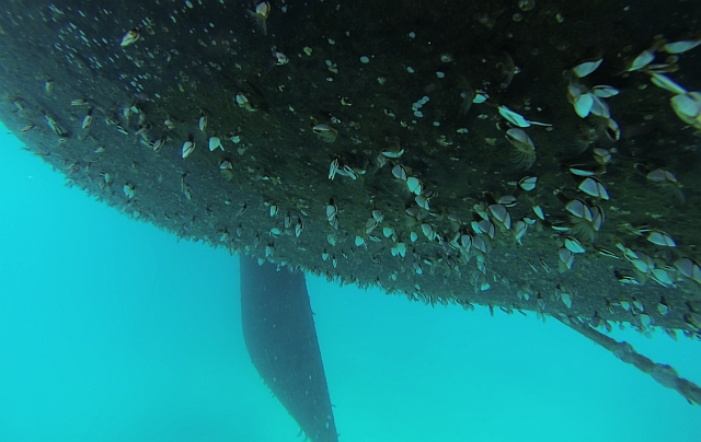 Hanamoenoa Bay Keel Green Panther