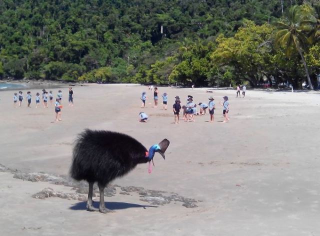 Cairns cassowary