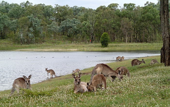 Living Brisbane Wivenhoe KangaroosByAlena 700x Australia