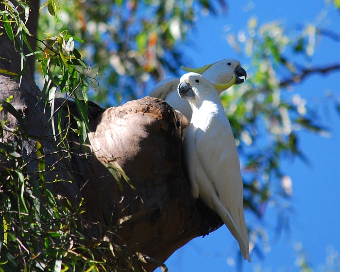 Living Brisbane Cockatoo sulfur crested 700x