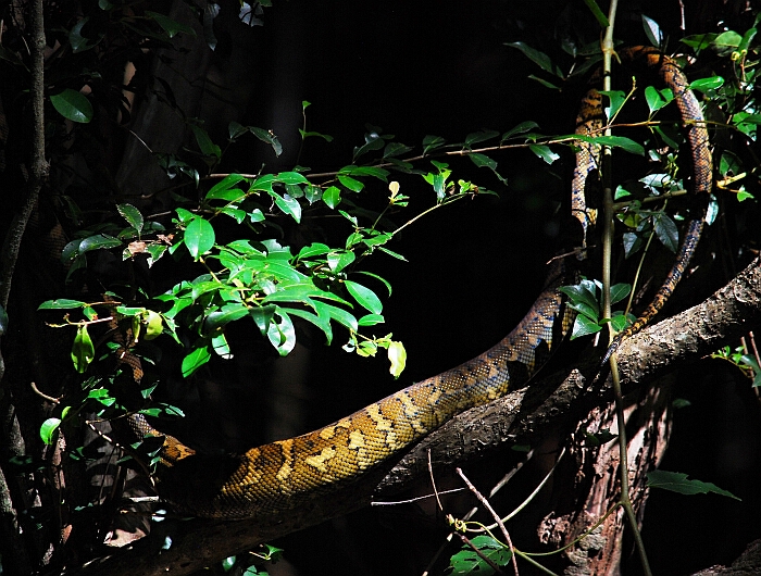 Living Brisbane MtTamborine Python 700x