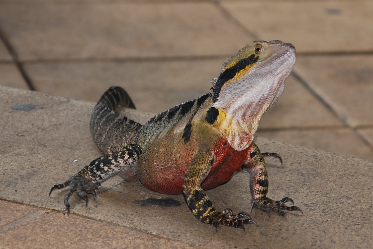 beaches 14 eastern water dragon